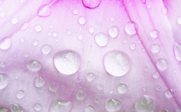 gocce d'acqua su fiori rosa