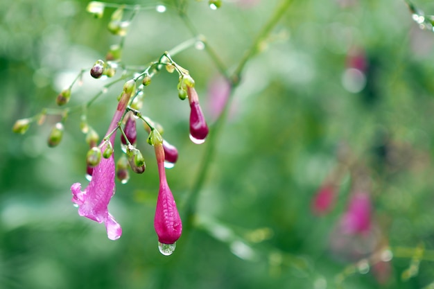 Gocce d&#39;acqua su fiori viola.