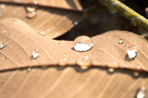 gocce d&#39;acqua su foglia secca al mattino e luce solare