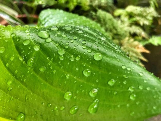 Gocce d'acqua su foglia verde in giardino