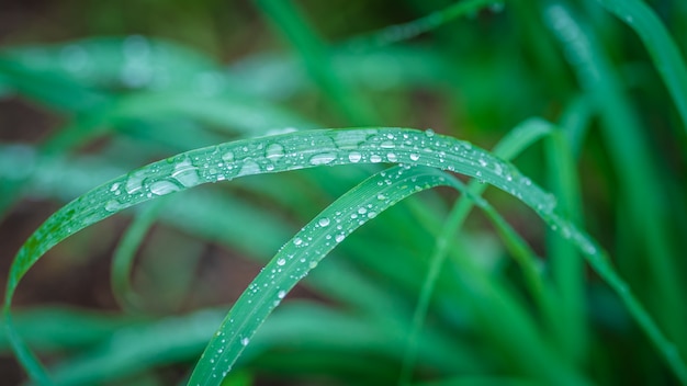 Gocce d'acqua su foglia verde