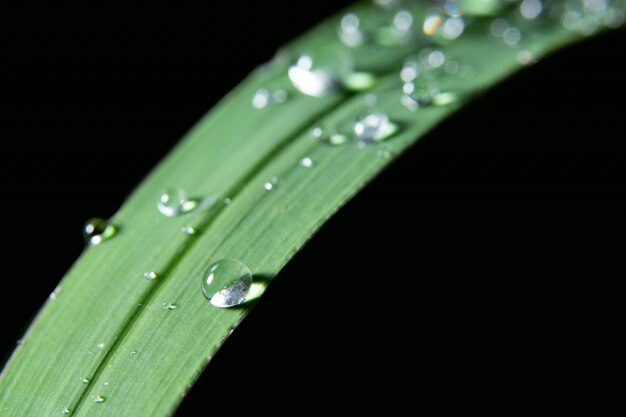 Gocce d&#39;acqua su foglia