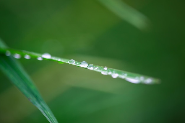 Gocce d&#39;acqua su Foglia