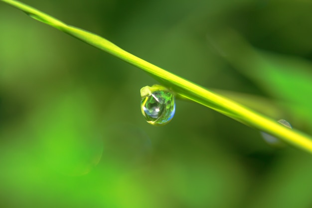 Gocce d&#39;acqua su foglie di bambù