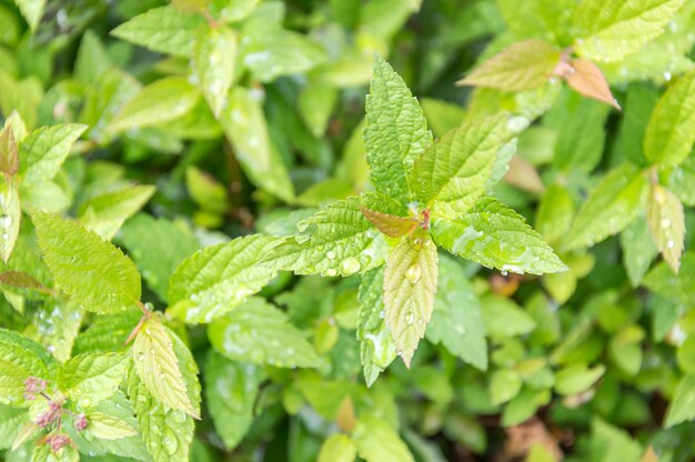 Gocce d'acqua su foglie dopo la pioggia Sfondo naturale