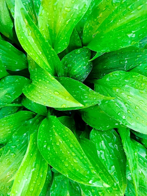 Gocce d'acqua su foglie verde brillante, rugiada mattutina all'ombra, gocce di pioggia. Sfondo verde, carta da parati.