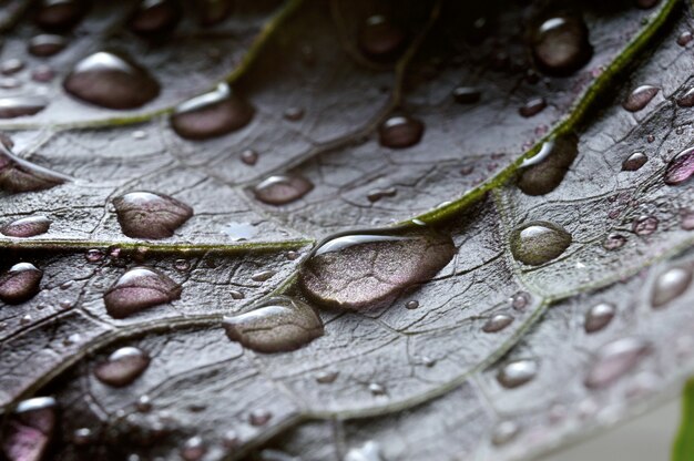 gocce d'acqua su foglie verdi. avvicinamento.