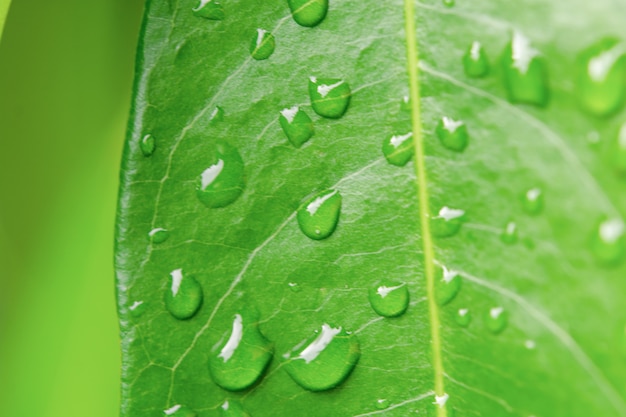 Gocce d'acqua su foglie verdi.