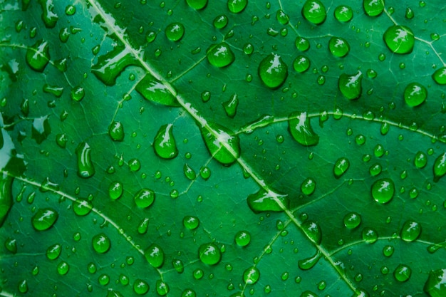 Gocce d'acqua su foglie verdi.