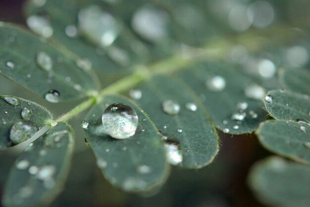 Gocce d'acqua su foglie verdi.