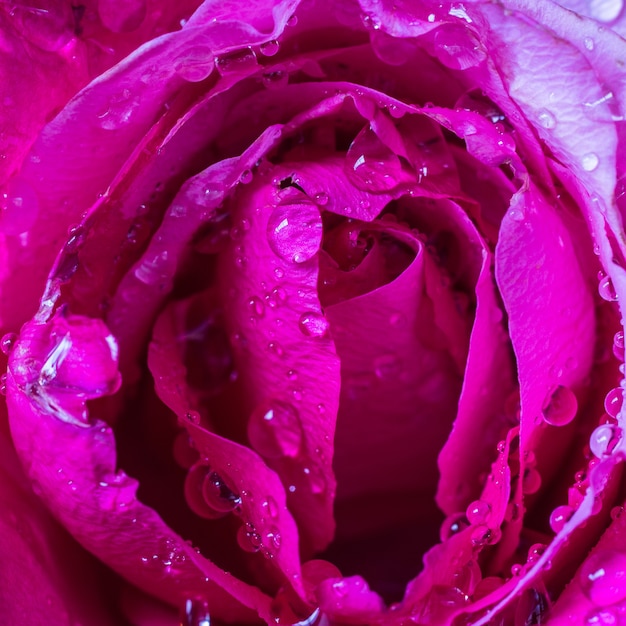 Gocce d'acqua su petali di rosa rosa