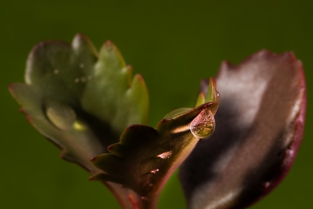 Gocce d'acqua su piante succulente.