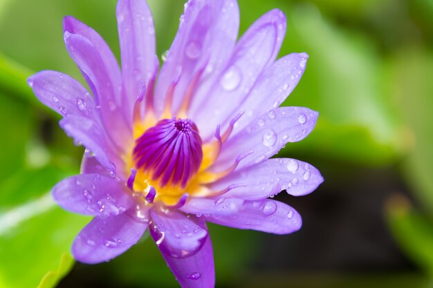 Gocce d&#39;acqua su piccolo loto viola