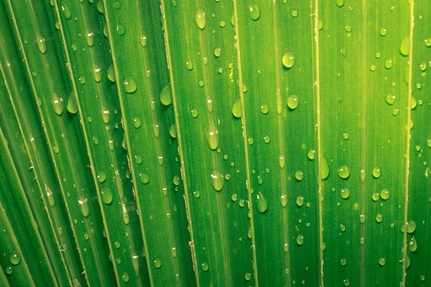 Gocce d'acqua su sfondo di foglie verdi