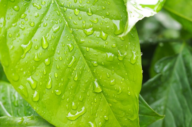 Gocce d&#39;acqua su sfondo verde foglia