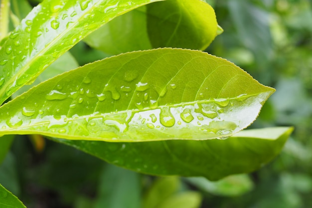 Gocce d'acqua su sfondo verde foglia