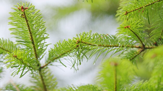 gocce d'acqua su un albero aghi gocce di pioggia su un ramo di abete abete dopo la pioggia profondità poco profonda