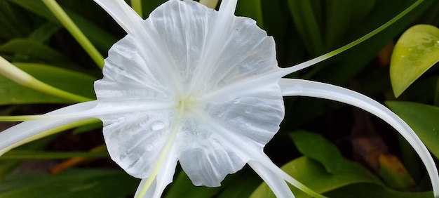 gocce d'acqua su un bellissimo fiore bianco alzato al mattino