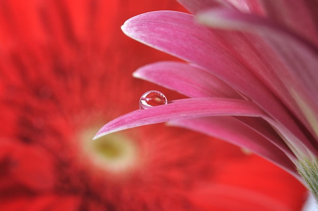 Gocce d'acqua su un fiore di gerbera rosa