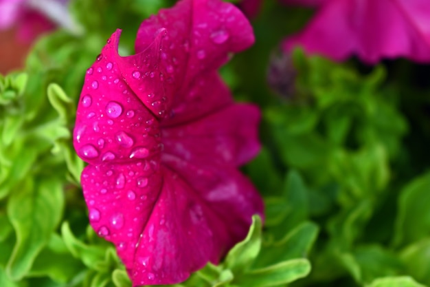 Gocce d'acqua su un fiore rosa