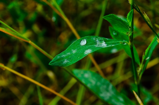 Gocce d'acqua su un prato verde dopo la pioggia