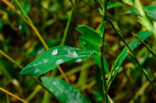 Gocce d'acqua su un prato verde dopo la pioggia