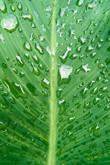 Gocce d'acqua su un primo piano foglia verde