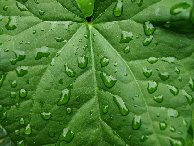 Gocce d'acqua su una foglia di edera verde