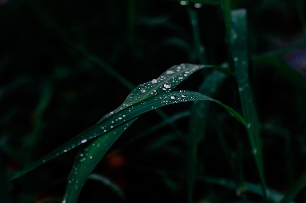 Gocce d&#39;acqua su una foglia verde