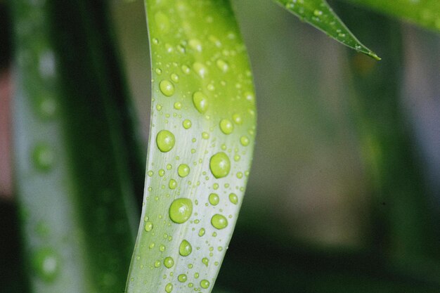 gocce d'acqua su una foglia