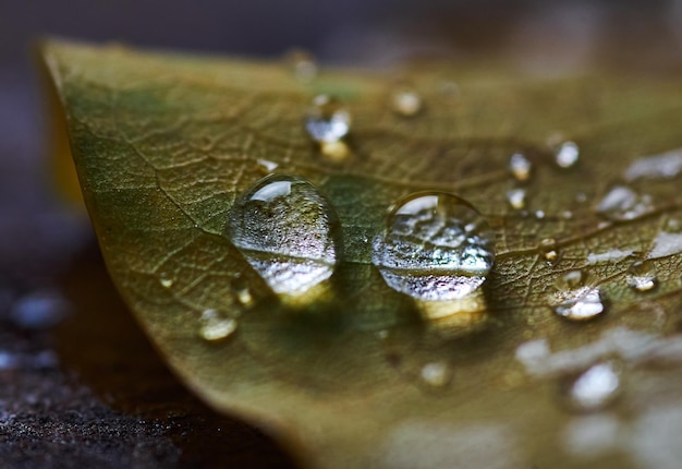 gocce d'acqua su una foglia