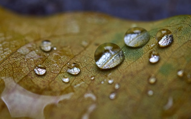 gocce d'acqua su una foglia