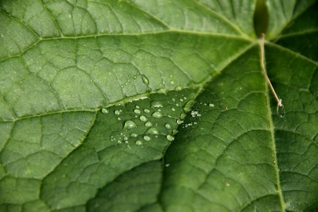 Gocce d&#39;acqua su una giovane foglia verde di una pianta.