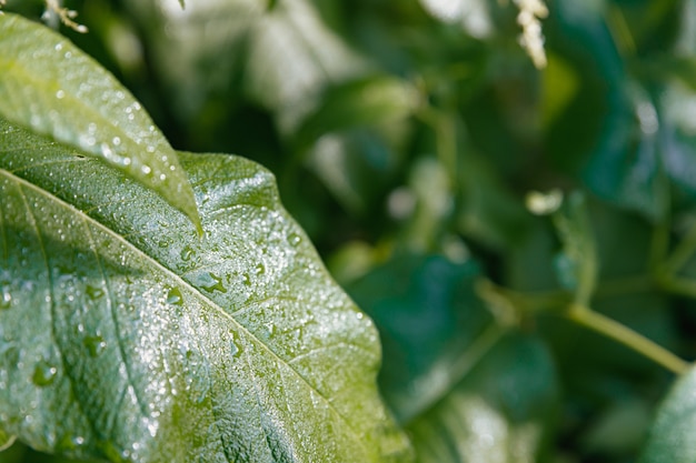 Gocce d'acqua su una grande foglia verde