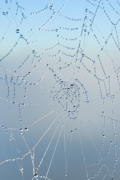 Gocce d'acqua su una ragnatela