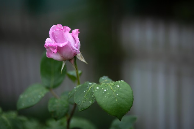 Gocce d'acqua su una rosa rosa pallido e su foglie Sfondo sfocato Macro Garden floricoltura da giardino