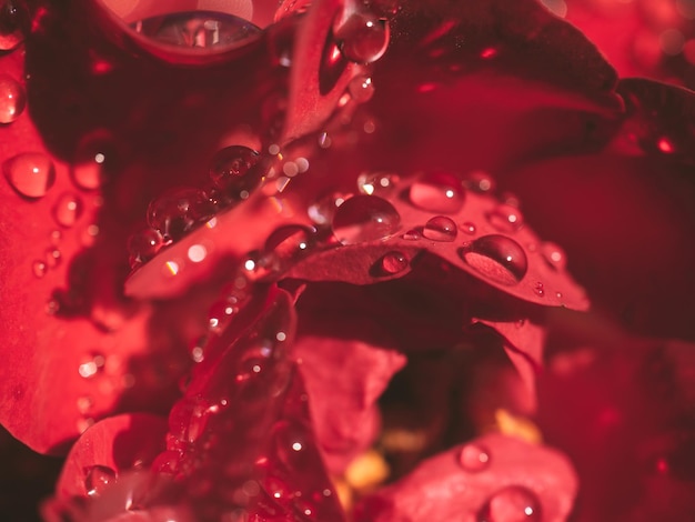 gocce d'acqua su una rosa rossa