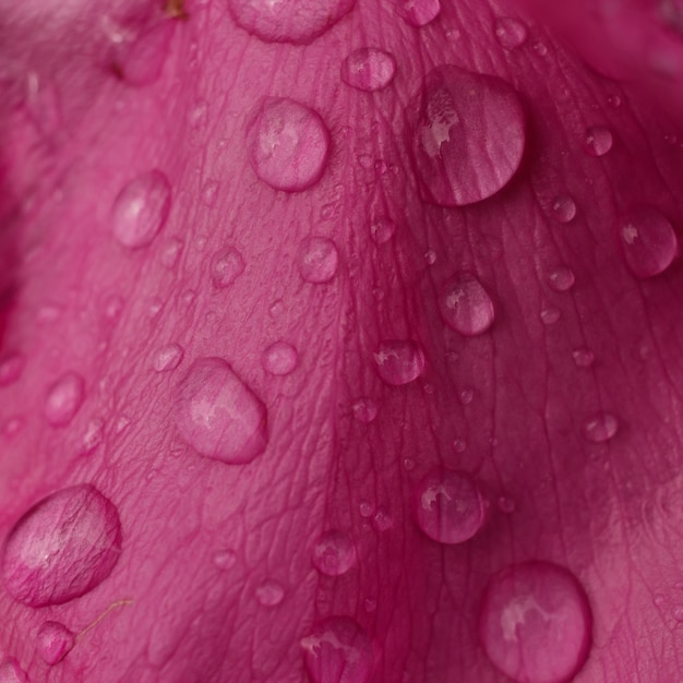 Gocce d'acqua sui petali di un fiore di rosa