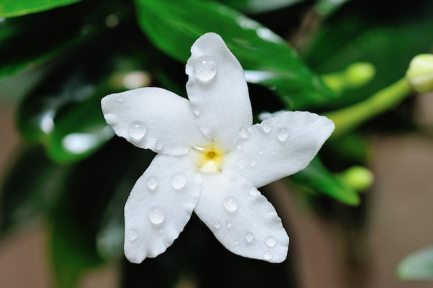 gocce d'acqua sul fiore bianco