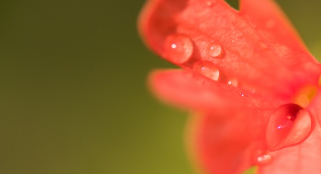 Gocce d&#39;acqua sul fiore di colore arancione