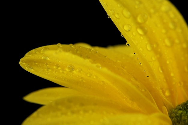 Gocce d'acqua sul fiore giallo su sfondo scuro