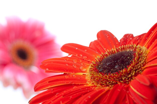 Gocce d'acqua sul fiore rosso