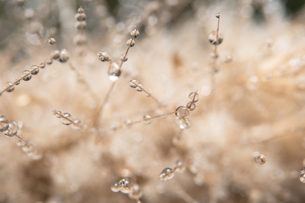 Gocce d&#39;acqua sul fiore