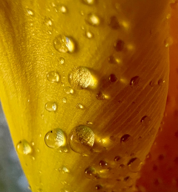 Gocce d'acqua sul fondo di struttura del petalo del fiore dei bambini