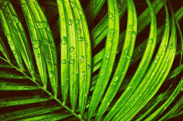 Gocce d'acqua sul fondo scuro della natura della foglia di palma verde