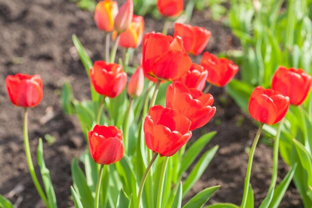 Gocce d'acqua sul petalo del tulipano