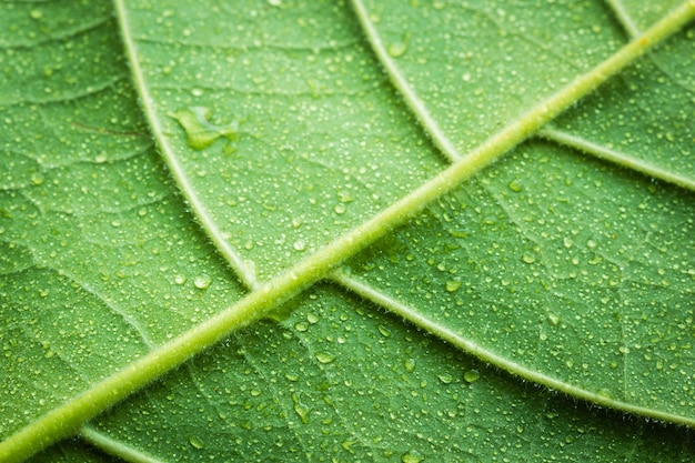 Gocce d'acqua sul verde