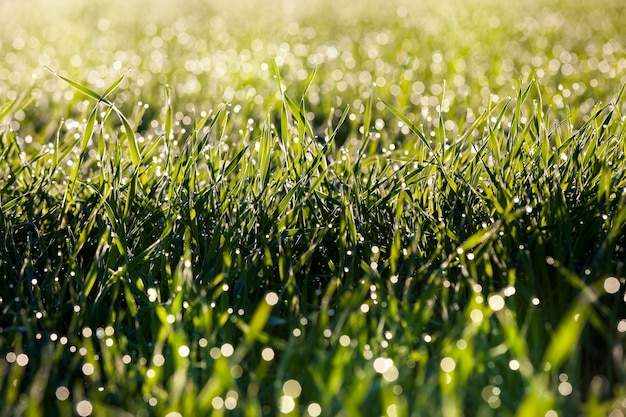 Gocce d'acqua sull'erba verde dopo lo scioglimento del ghiaccio e del gelo durante il disgelo, primo piano su un campo agricolo