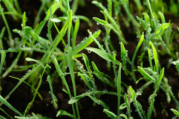 Gocce d'acqua sull'erba verde