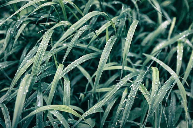 Gocce d'acqua sull'erba verde